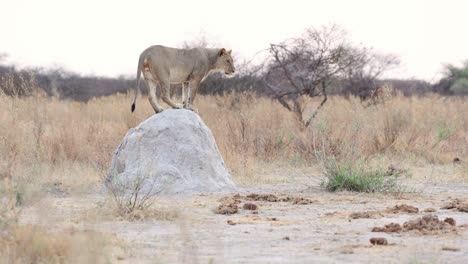 young male lion jumping off termite mound then lying down, botswana