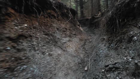 Durch-Einen-Tunnel-Im-Wald-Gehen