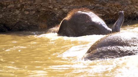 Elephants-of-Thailand