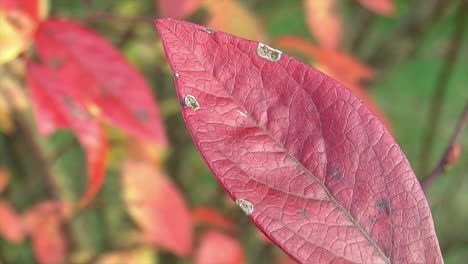 close-up of colorful leaves of a blueberry bush in autumn