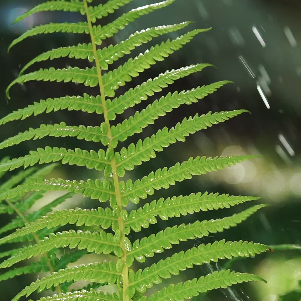 irrigation of fern in the garden in hot weather in the summer. Drops of water fall on the leaves of a fern in the yard. Slow motion