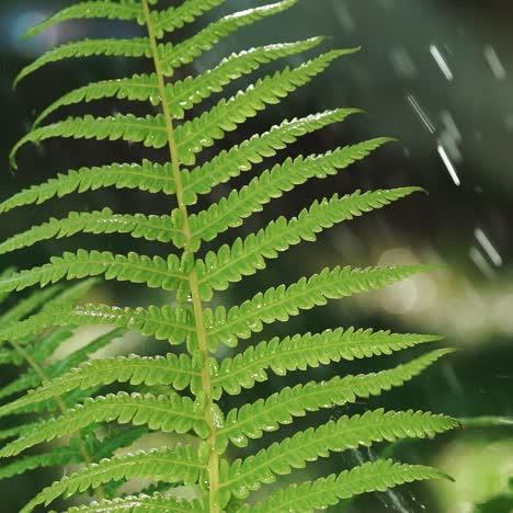 bewässerung von farnen im garten bei heißem wetter im sommer. wassertropfen fallen auf die blätter eines farns im garten.