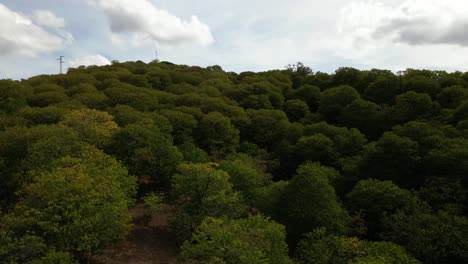 bosque exuberante en las montañas de españa, vista aérea ascendente