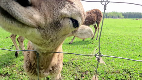 Goats-grazing-around-behind-a-fence