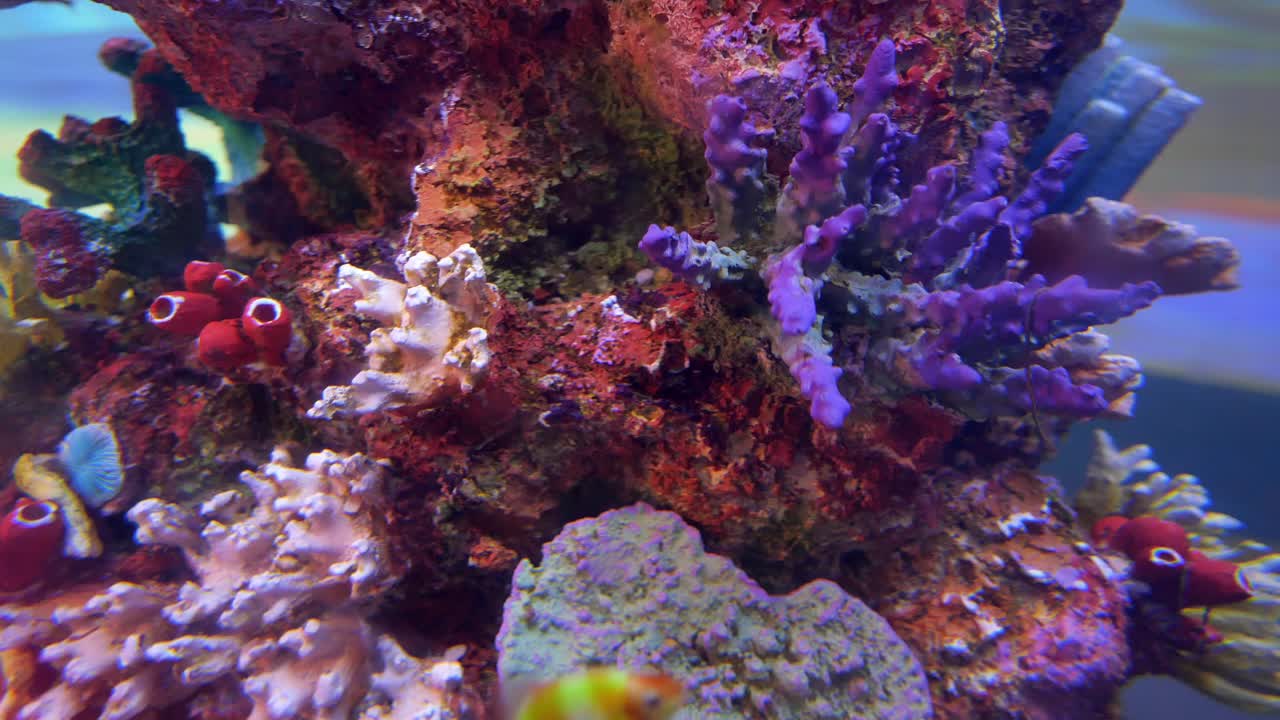 Primo piano di una barriera corallina in acquario