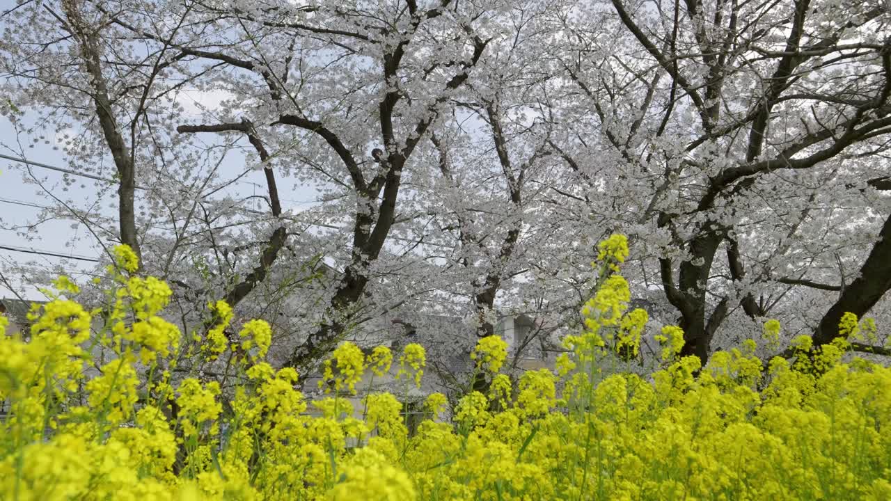 Slow slider over yellow rapeseed flowers and Sakura