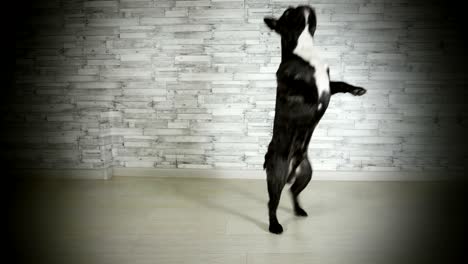 cute dog french bulldog jumping on hind legs