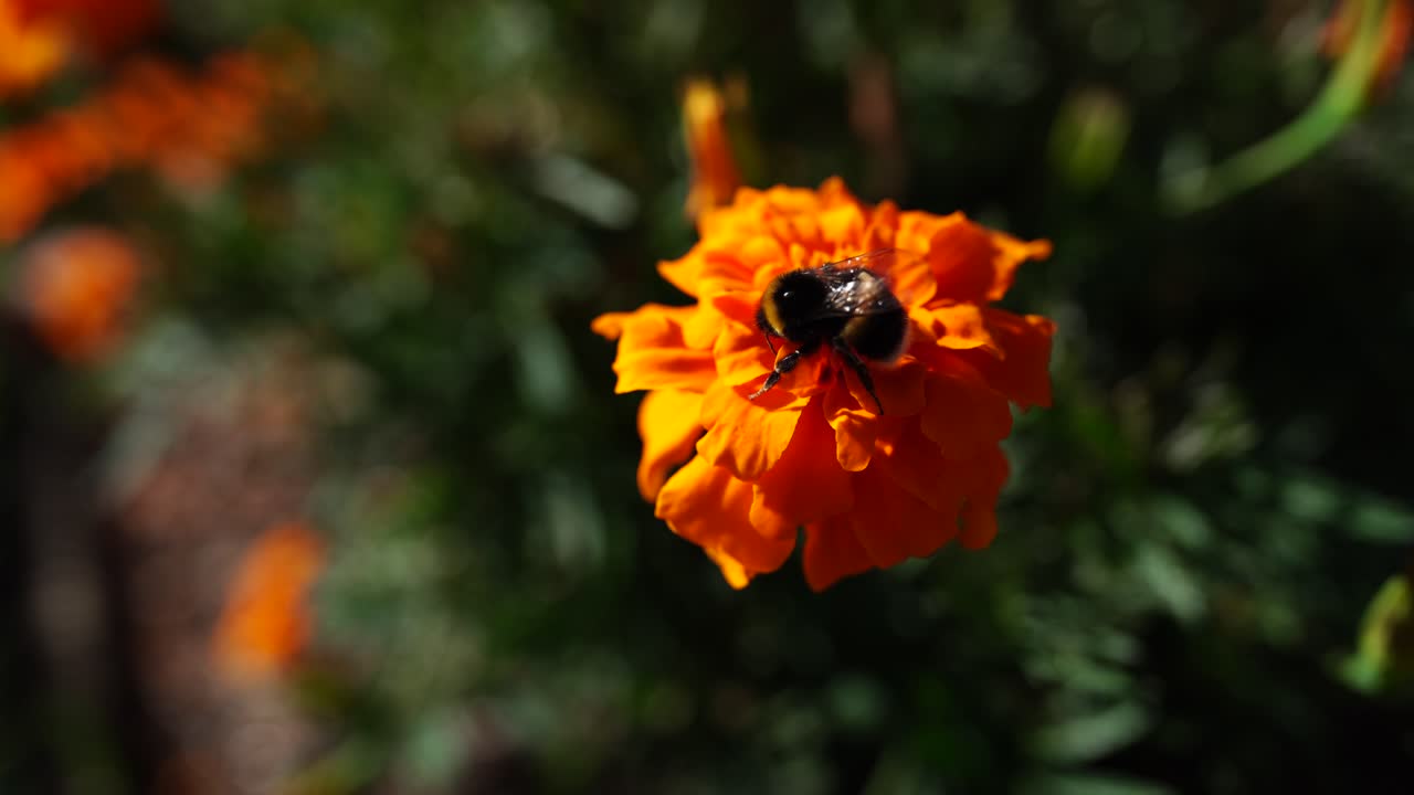 Fiori primaverili gialli in fiore. Giardino fiorito con fiori gialli.