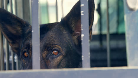 Shepherd-dog-sitting-in-the-cage-4k