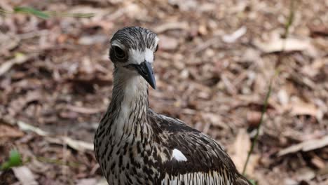 el pájaro gira la cabeza, escaneando el suelo del bosque.