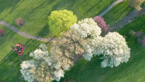 Top down aerial of person walking on trail through beautiful blooming trees during spring season