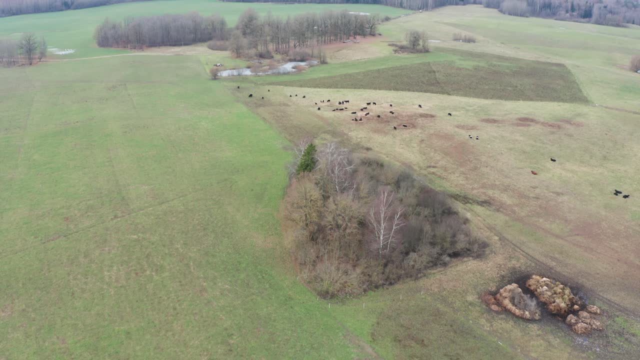 volando hacia el prado verde donde el ganado bovino pastorea en el pasto cerrado