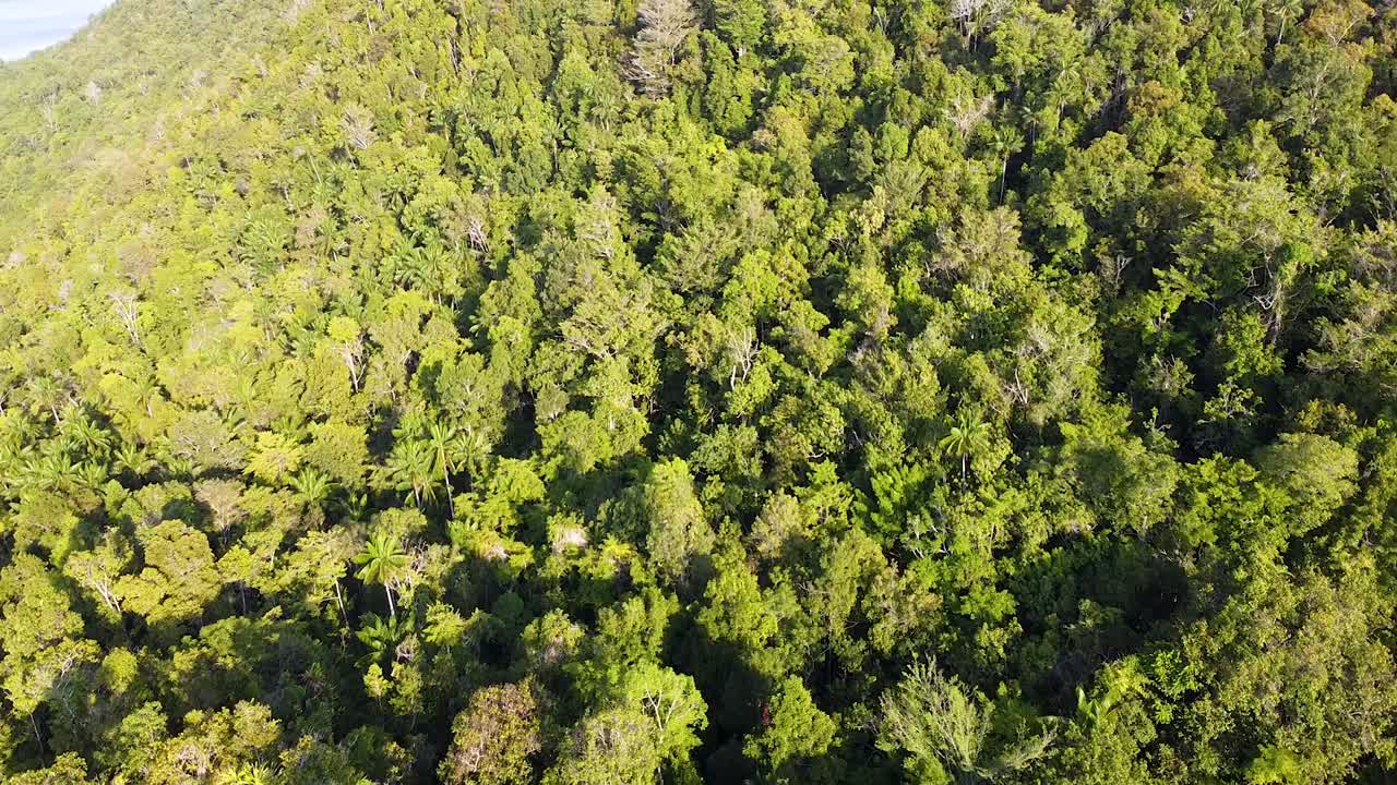 vuelo aéreo de drones sobre los densos árboles verdes de la selva tropical en raja ampat, papúa occidental, indonesia