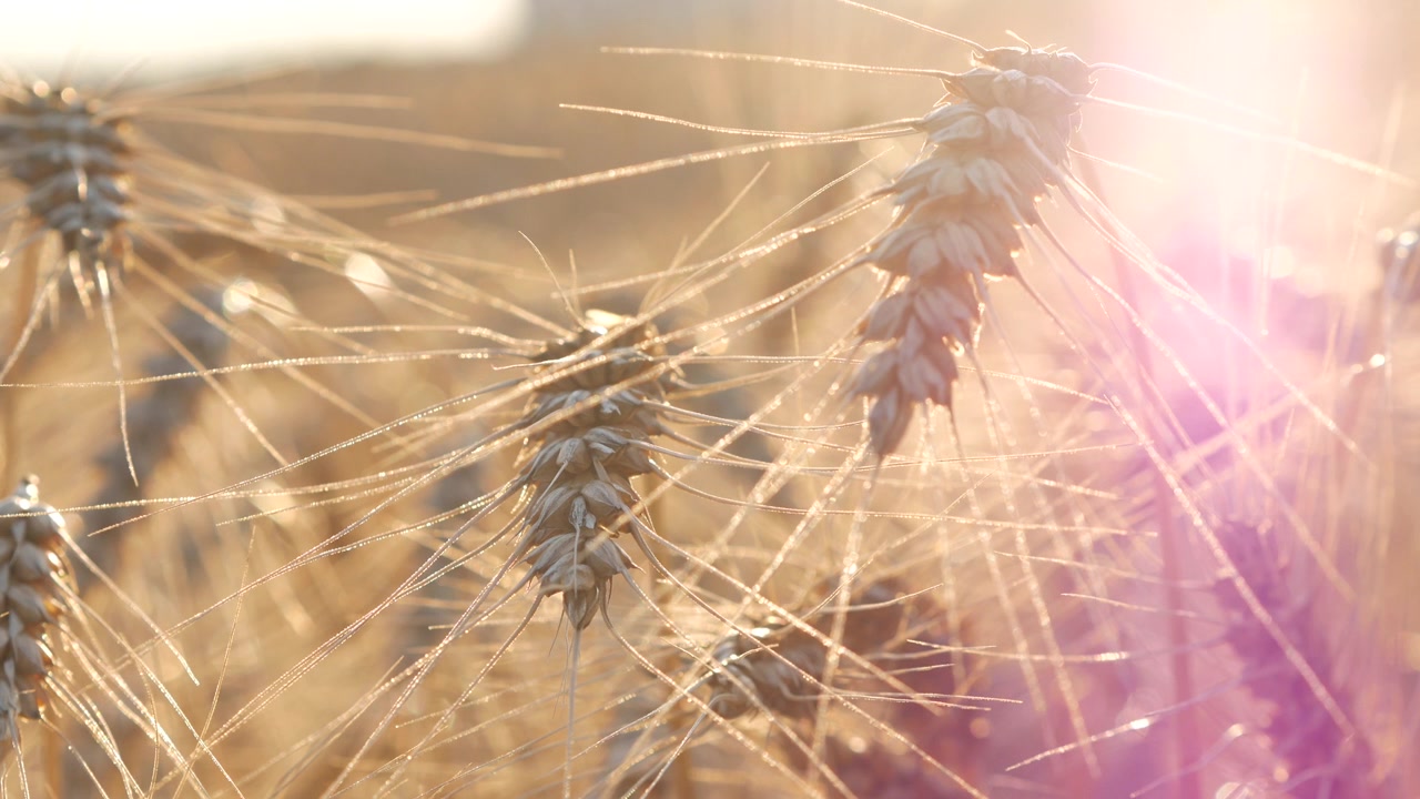 Primo piano di spighe di grano dorate che brillano alla luce del sole con un bagliore dell'obiettivo