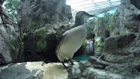 Common-murre-shaking-wings-in-ocean-tank-in-Lisbon,-Oceanario-de-Lisboa