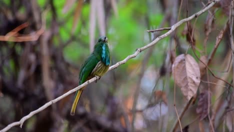 el abejaruco de barba azul se encuentra en la península de malaya, incluida tailandia, en claros de bosques particulares