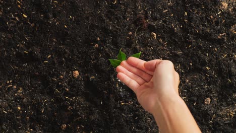 close up of farmer's hand watering a tree sprout after planting it with black dirt mud in the garden