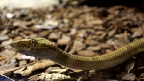 serpiente bothrops insularis, conocida como la cabeza de lanza dorada-1