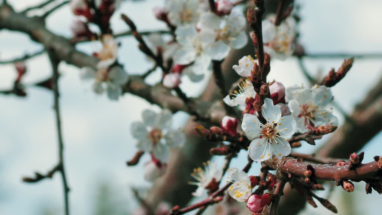 Fiori di pesco in primavera con tempo soleggiato