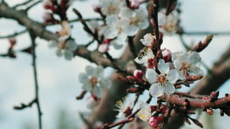 Flores-De-Durazno-En-Primavera-Cuando-Hace-Sol