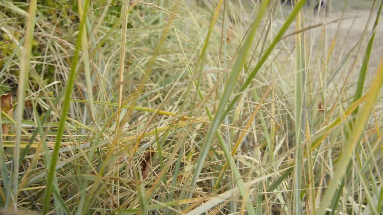 발트 해의 모래 언덕 슬로우 모션 돌리 아웃