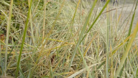 Dune-Grass-at-Baltic-Sea-Slow-Motion-Dolly-out