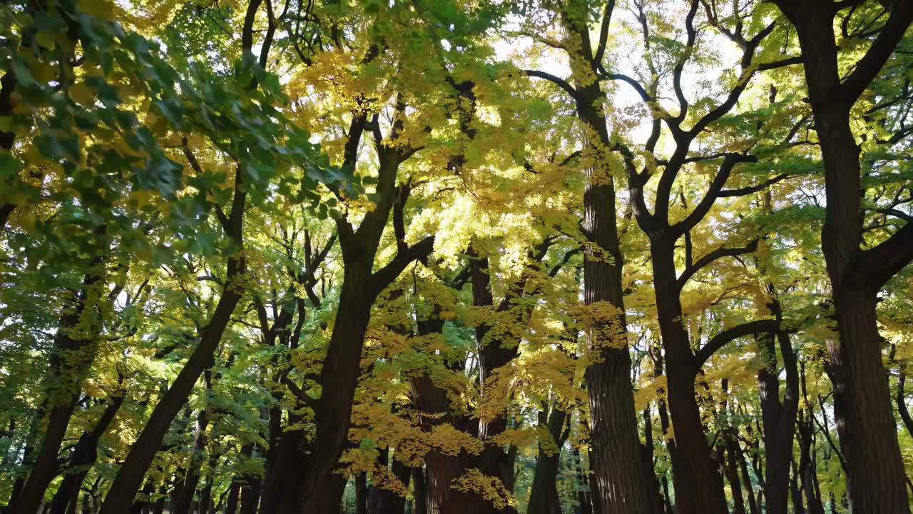 A serene forest scene with sunlight filtering through autumn leaves