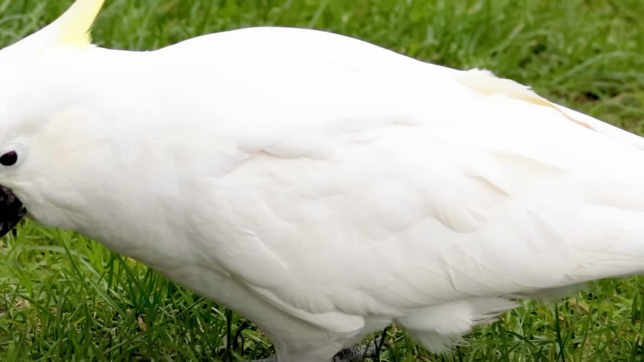 A close-up view of a Sulphur-crested Cockatoo exploring and feeding on a grassy area.
