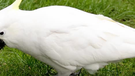 a close-up view of a sulphur-crested cockatoo exploring and feeding on a grassy area.