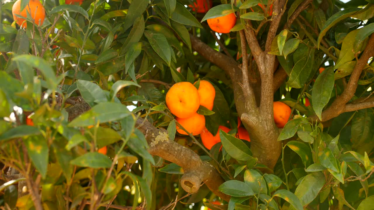 Mandarines poussant sur un arbre pendant leur saison en Espagne