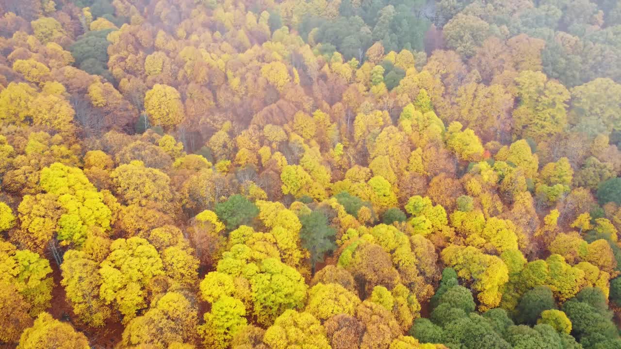 increíble vista del bosque durante el otoño