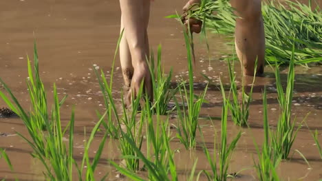 Agricultores-Asiáticos-Cosechan-Paquetes-De-Arroz-Verde-Trabajando-En-Arrozales,-Plántulas-Cultivadas-Agricultura-Alimentaria-De-Arroz