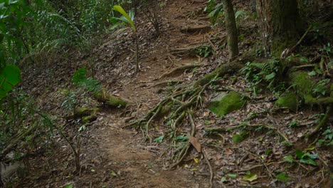 Cinematic-video-of-the-jungle-in-Seychelles,-walking-through-tall-and-exotic-plants,-with-a-lot-of-rocks-surrounding-the-landscapes