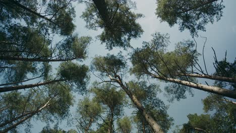 Tall-strong-vertical-silver-birch-trees-reach-for-the-sky-Low-angle