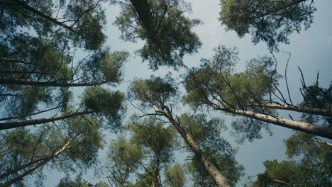 altos y fuertes abedules plateados verticales alcanzan el cielo en ángulo bajo