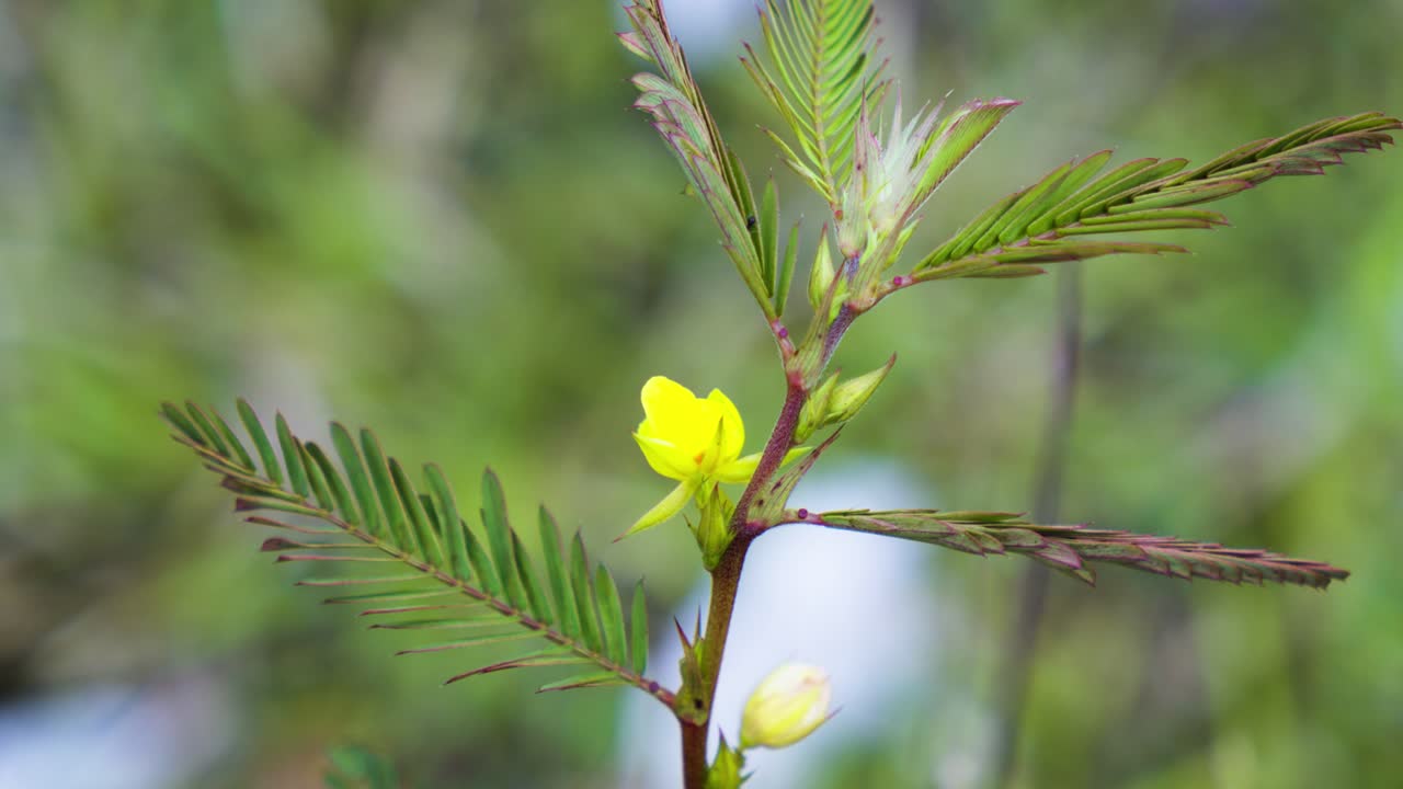 A delicate yellow flower blossoms on a slender stem with fern-like leaves, standing out against a soft blurred background of rainforest greenery in close-up detail