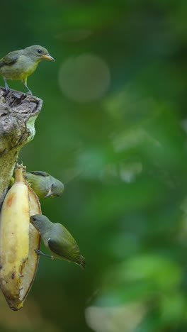 three small green birds feeding on a banana