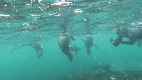mujer buceadora con gopro buceando con leones marinos en aguas poco profundas