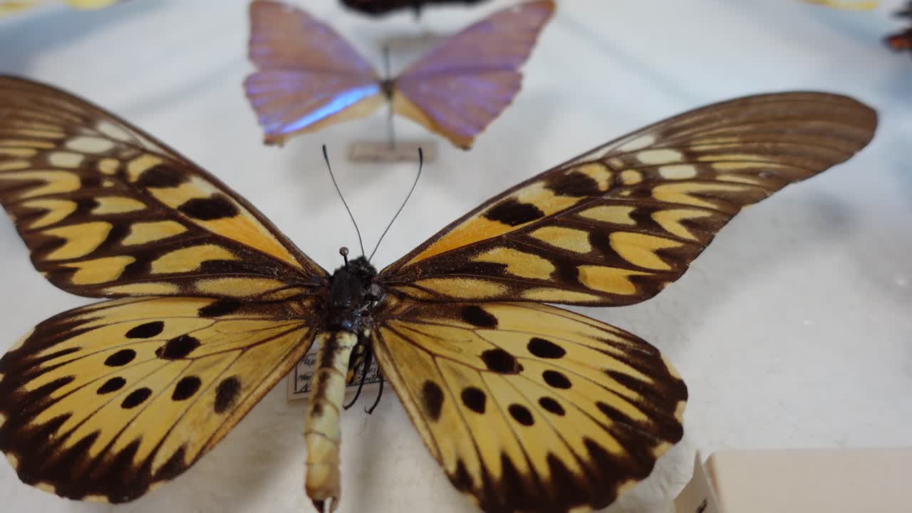coleção de borboletas. coleção de bolboretas de várias espécies
