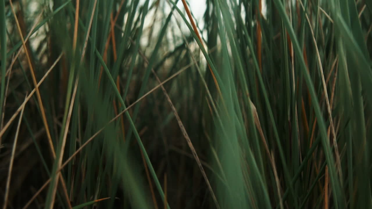 cámara lenta cerca de la hierba de dunas oceánicas en la isla del viento fanø en dinamarca cerca de la playa y el mar