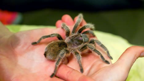 large tarantula spider macro on hand insect, slow motion close up