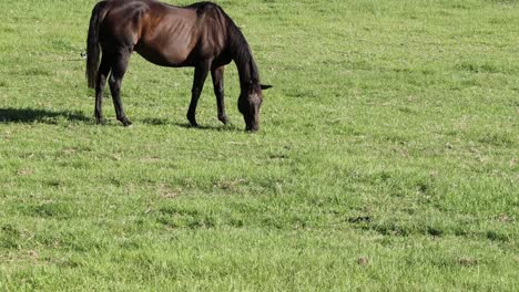 un solo caballo pastando tranquilamente en un campo soleado