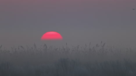 misty sunrise over a field