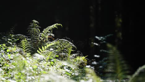 Sonnenbeschienener-Farn,-Unkraut-Und-Gras-Auf-Dem-Dunklen-Hintergrund