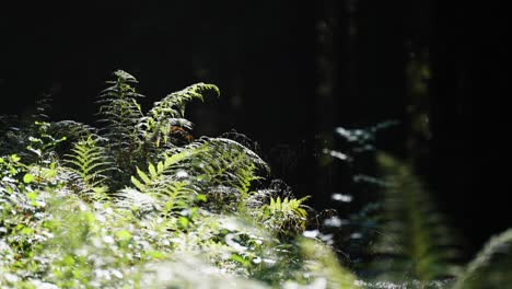sunlit fern, weeds, and grass on the dark background