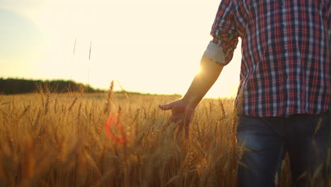 Man-agronomist-farmer-in-golden-wheat-field-at-sunset.-Male-looks-at-the-ears-of-wheat-rear-view.-Farmers-hand-touches-the-ear-of-wheat-at-sunset.-The-agriculturist-inspects-a-field-of-ripe-wheat.