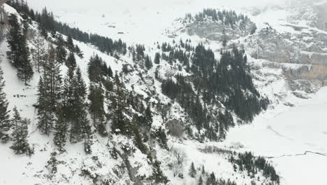 Aerial-of-pine-trees-standing-on-snow-covered-mountain-side