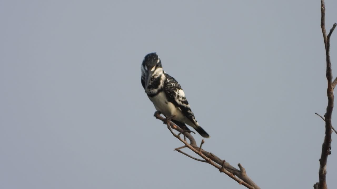 martín pescador de varios colores en el área de fond.