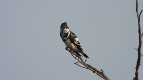 Ratteneisvogel-Im-Fondbereich.