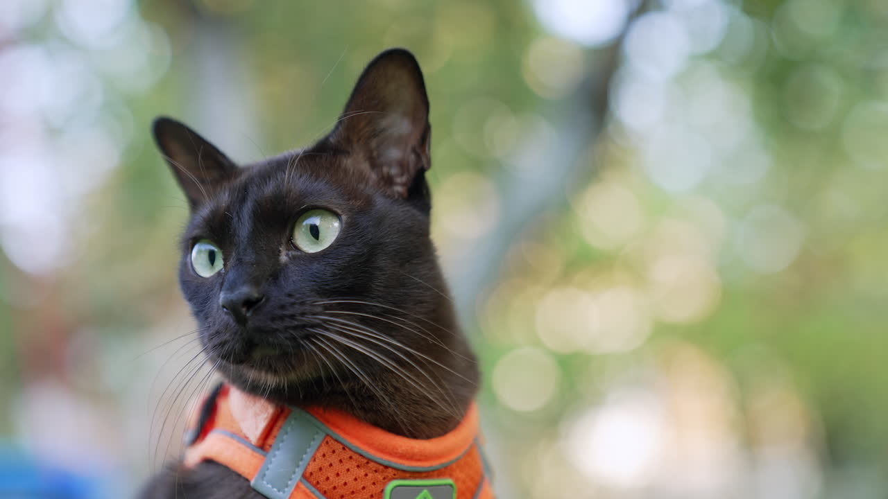 Calm yellow-eyed feline with long whiskers. Beautiful black domestic cat in orange harness looking around. Close up. Blurred backdrop.